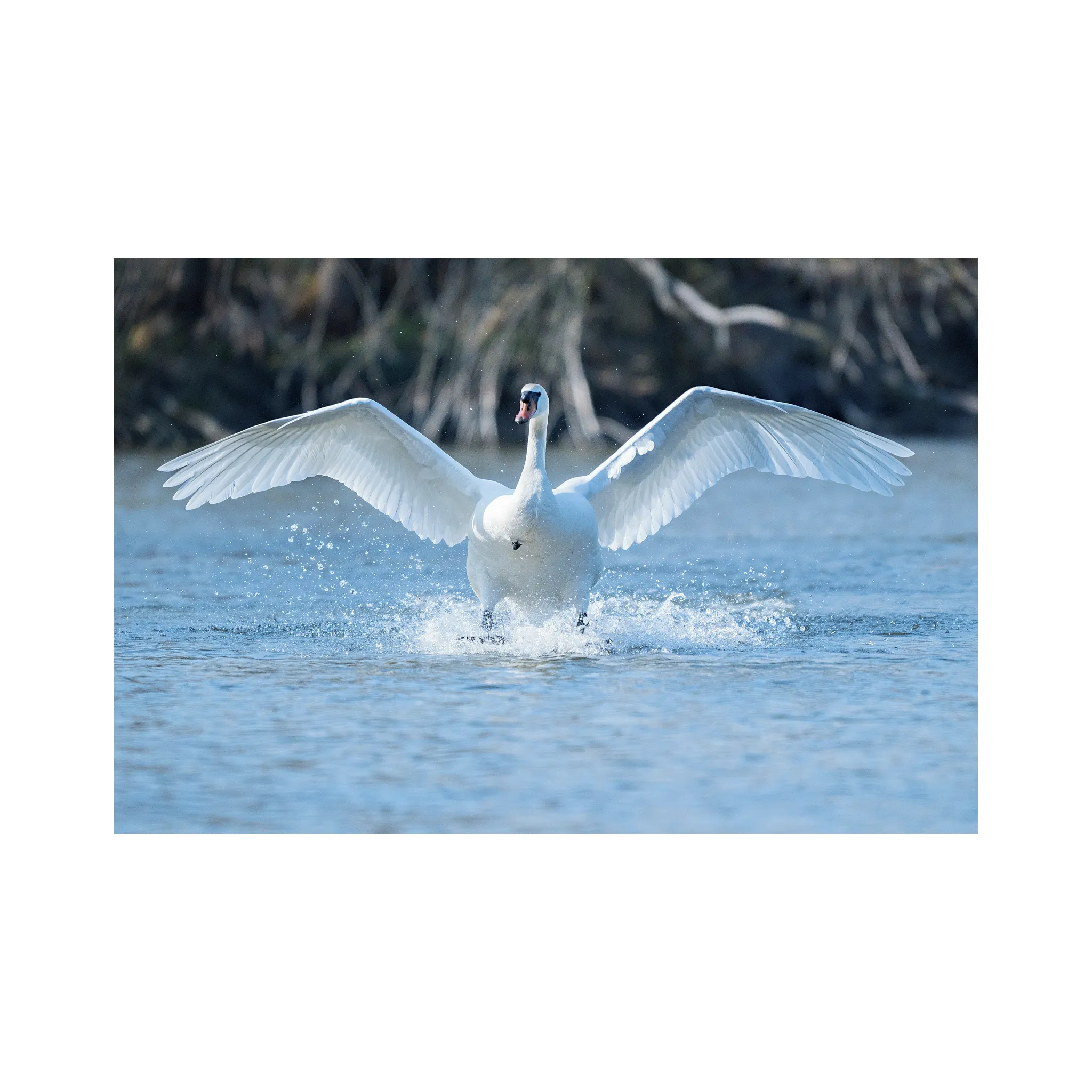 Fotografie 12 - Objektiv Nikon Z 180-600 mm f/5,6-6,3 VR