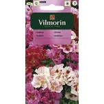 Vilmorin Zářivka velkokvětá 1 g