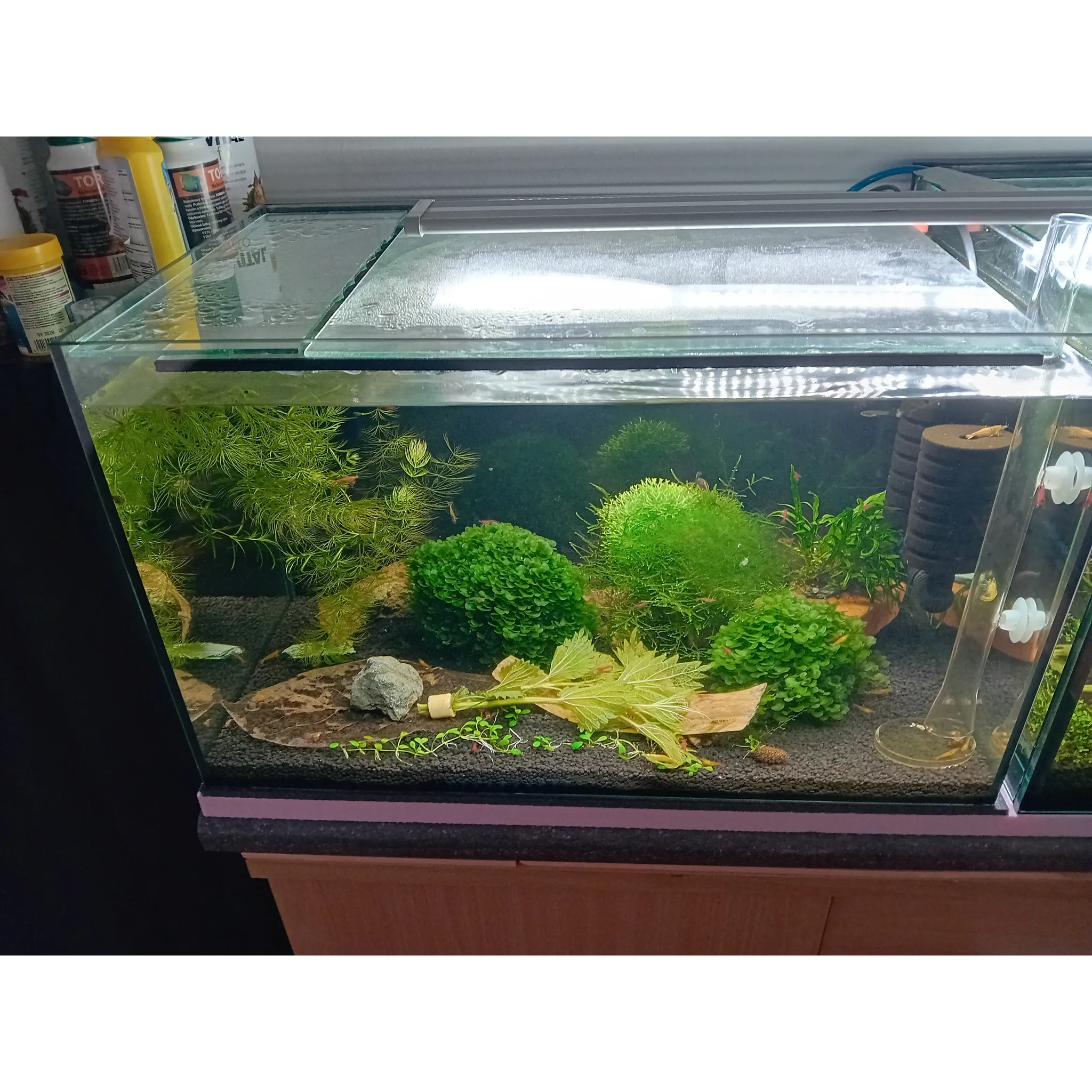 Fotografie 2 - Akvárium Diversa Akvárium rovné 45 l
