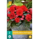 JUB Holland Odorosa Red Sunset begónie…