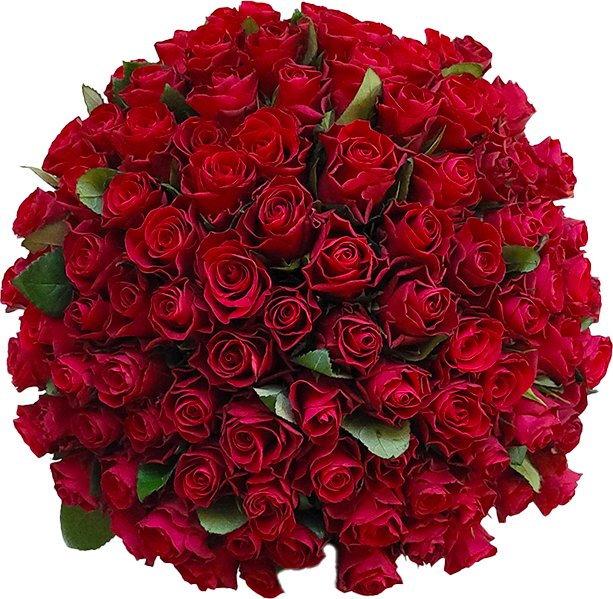 Rozvoz květin - 100 červených růží 40cm