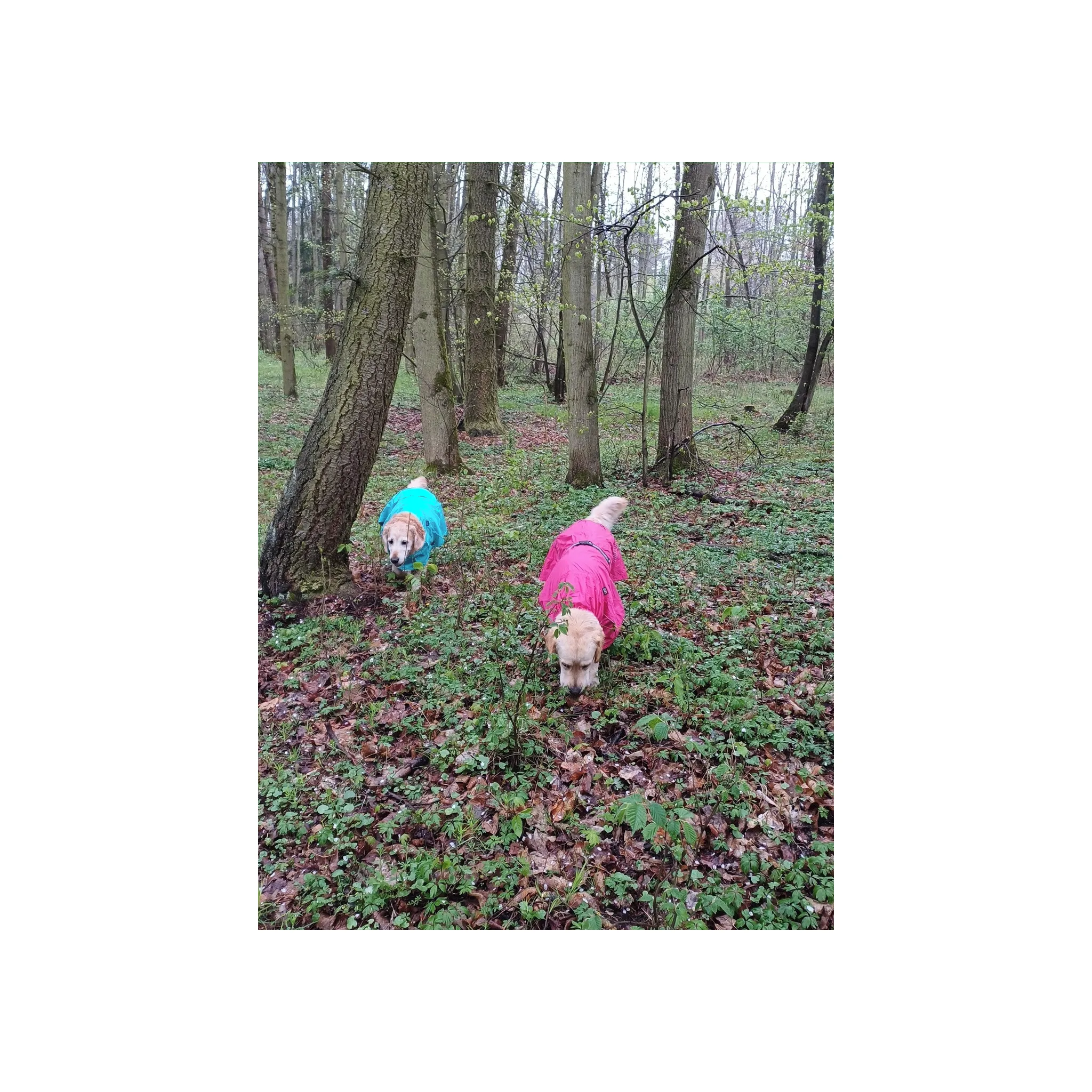 Fotografie 4 - Obleček pro psa Rukka Hase Rain modrá 40 cm