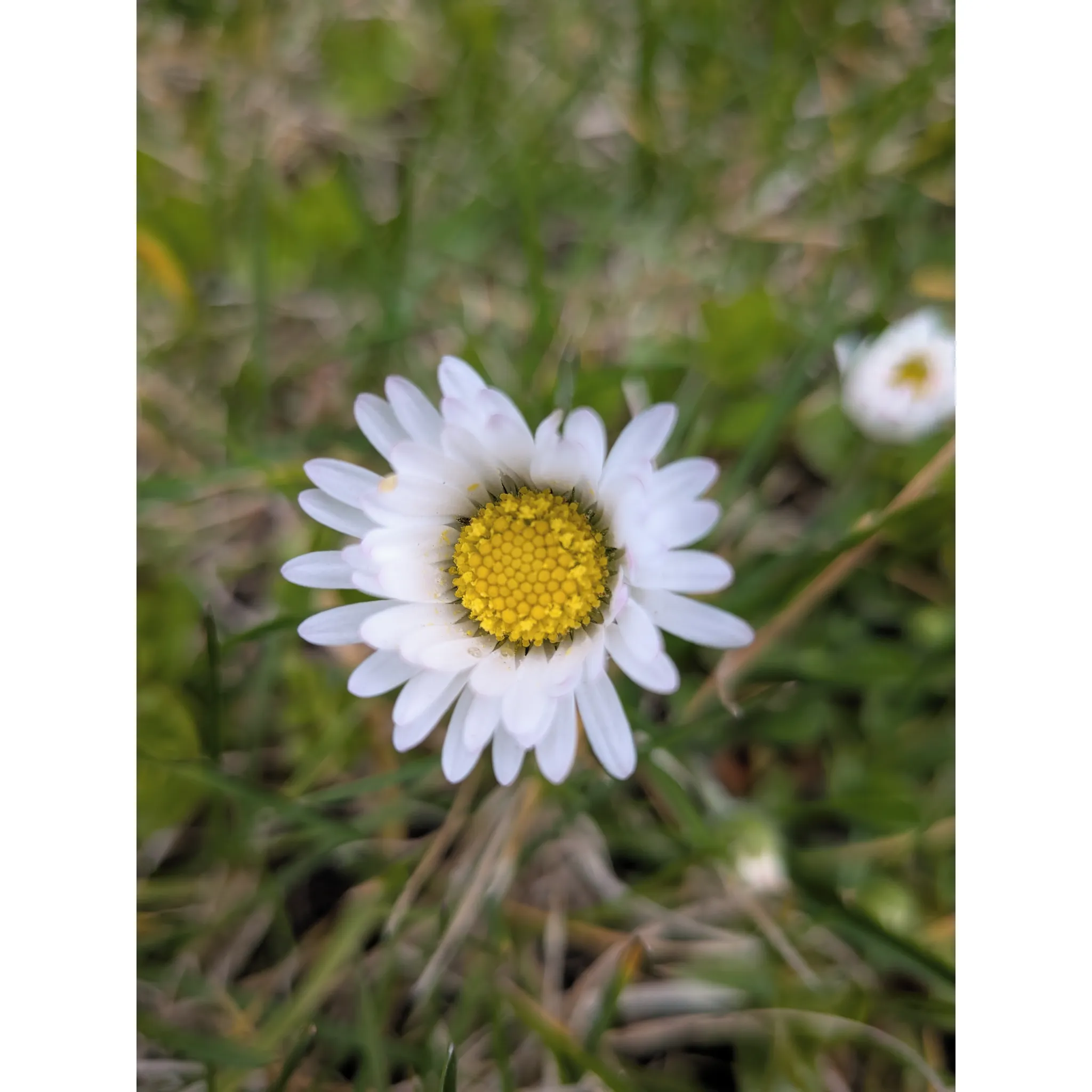 Fotografie 4 - Mobilní telefon Google Pixel 9a 128 GB Iris