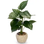 IBERGARDEN Philodendron s květináčem 40…