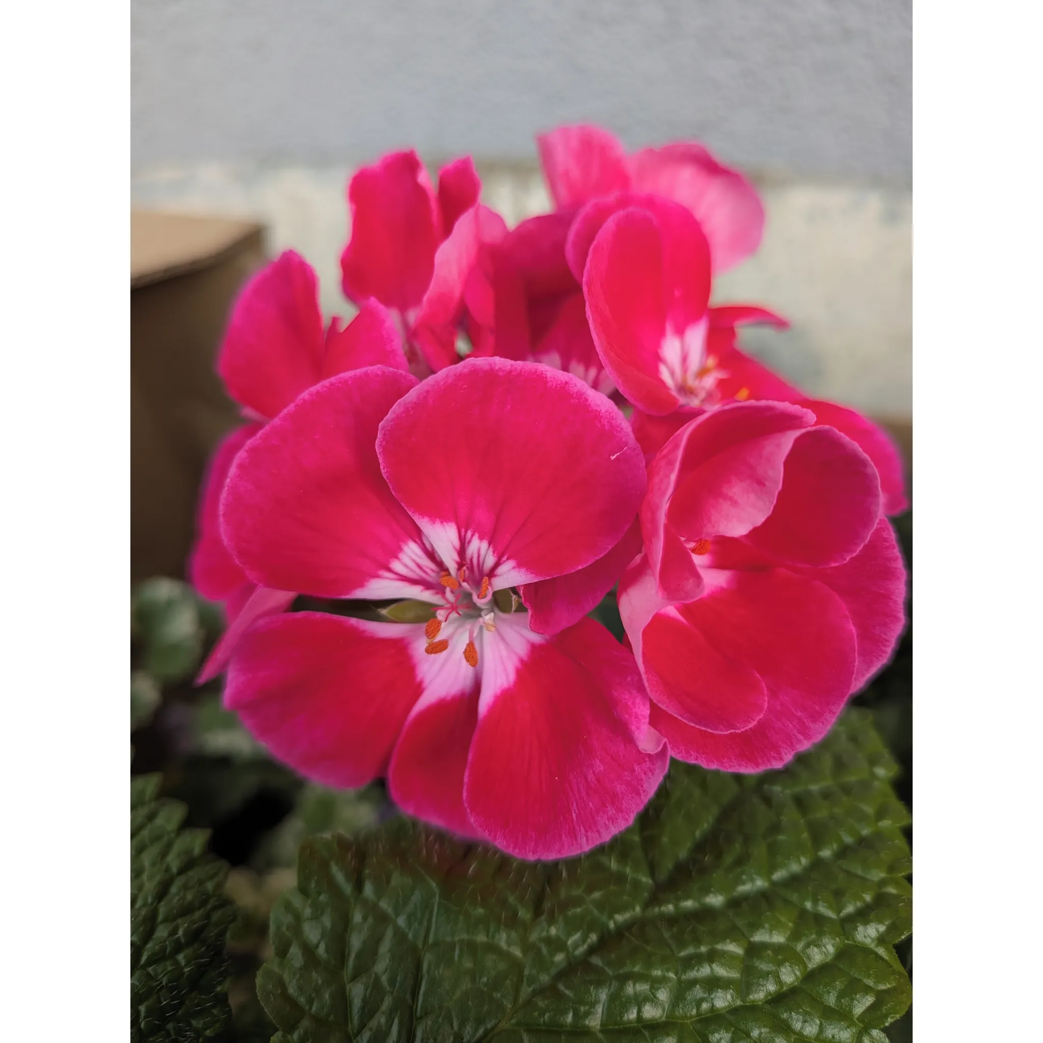 Fotografie 2 - Mobilní telefon Google Pixel 9a 128 GB Iris