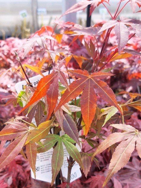 Javor dlanitolistý - Acer palm. ATROPURPUREUM