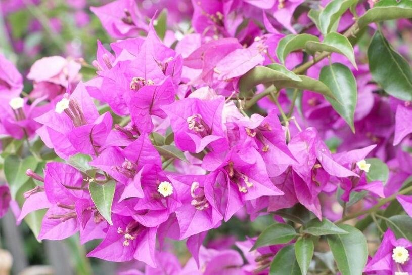 Bugenvilea lysá - Bougainvillea glabra Květník o průměru 10,5 cm