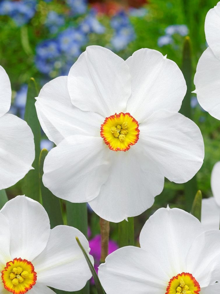 Narcis poeticus Actaea 10 ks