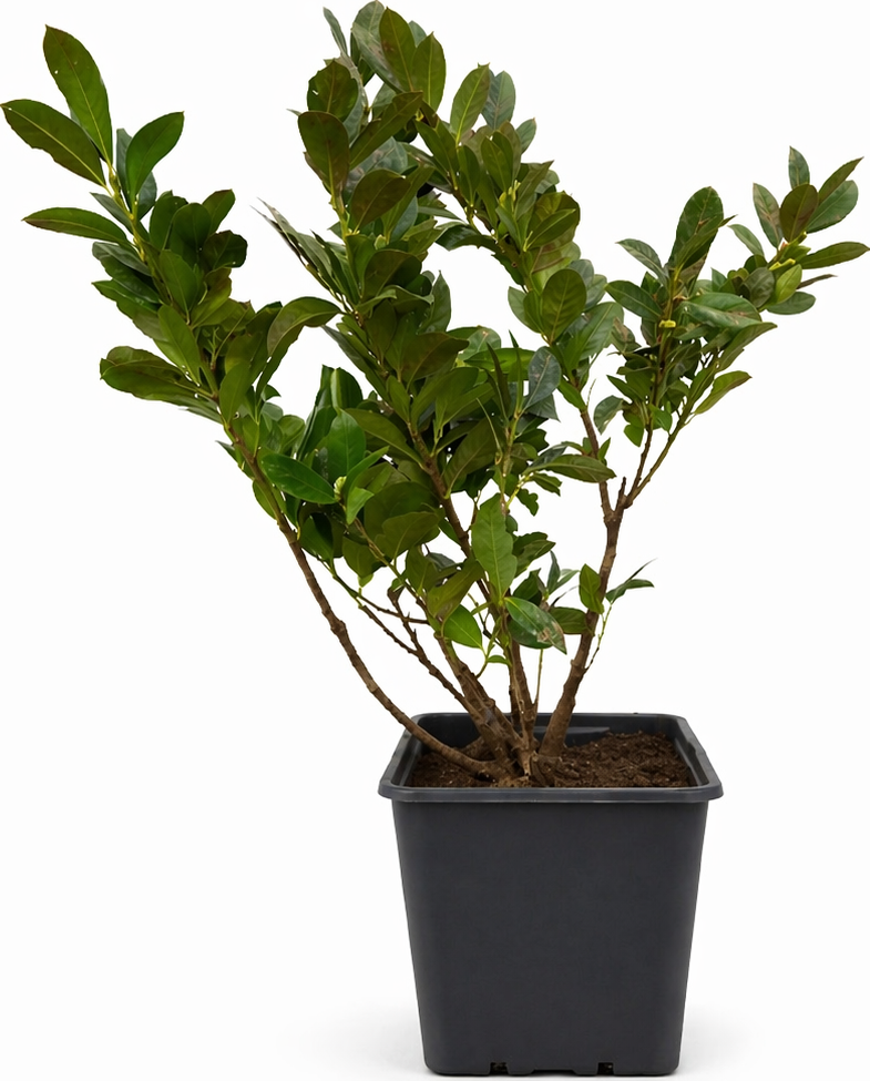 Bobkovišeň lékařská 'Novita' Prunus laurocerasus 'Novita'