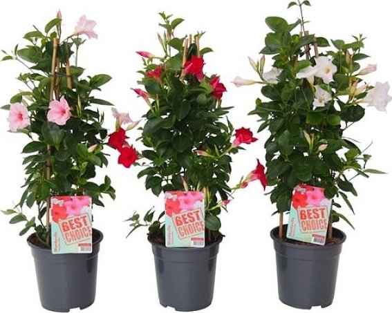 Mandevilla Sundaville Mix Pyramid