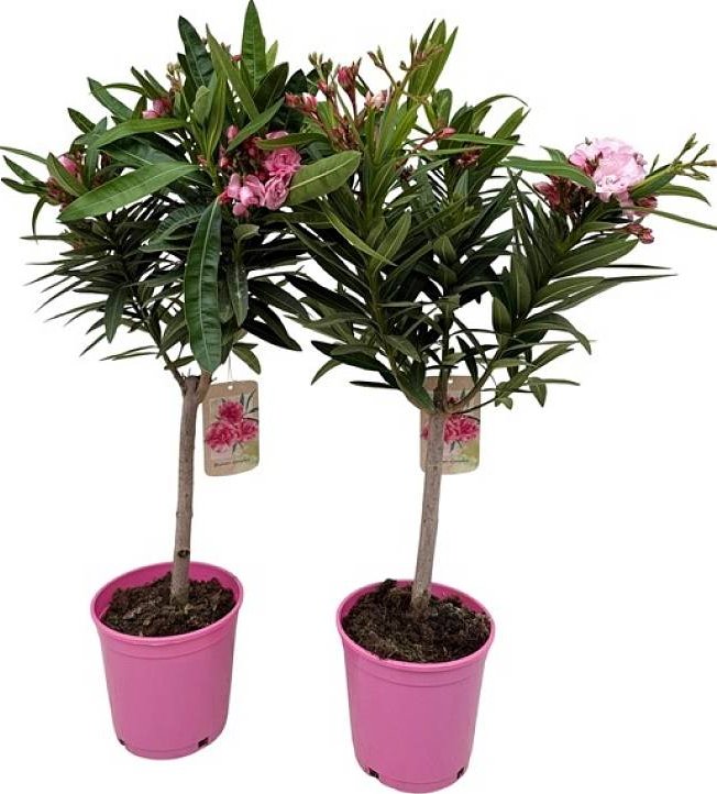 Oleandr na kmínku (Nerium oleander) – 70 cm