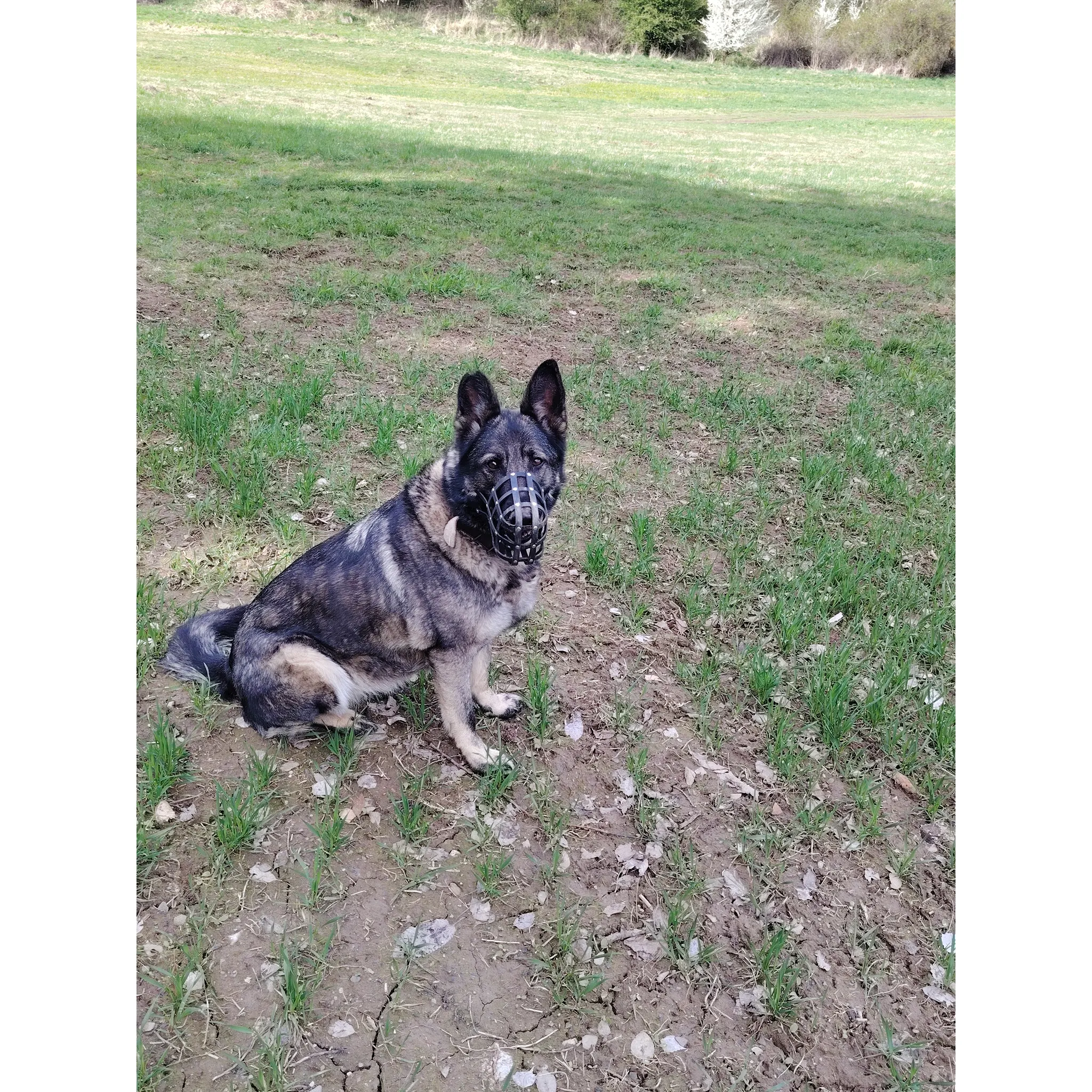 Fotografie 2 - Náhubek pro psa BAFPET Náhubek pletený kožený vel. 3