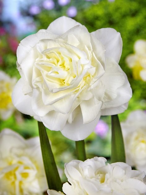 Narcis Obdam 10 ks