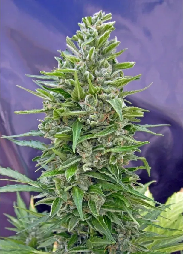 00 Seeds Automatik Mix (Samonakvétací, feminizovaná semena 00 Automatik Mix)