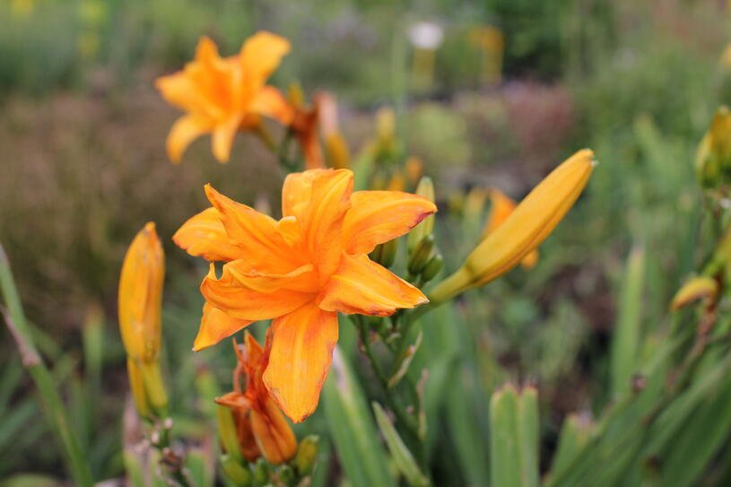 Denivka 'Primal Scream' - Hemerocallis 'Primal Scream' Květník o průměru 9 cm