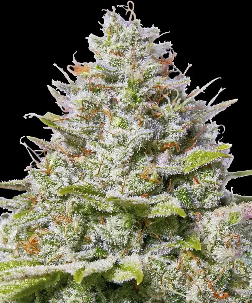 Barney´s Farm Blue Gelato 41 (Feminizovaná semena Gelato 41)