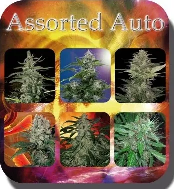 Buddha Seeds Assorted Auto 10ks (Samonakvétací, feminizovaný mix semen Buddha Seeds Auto)