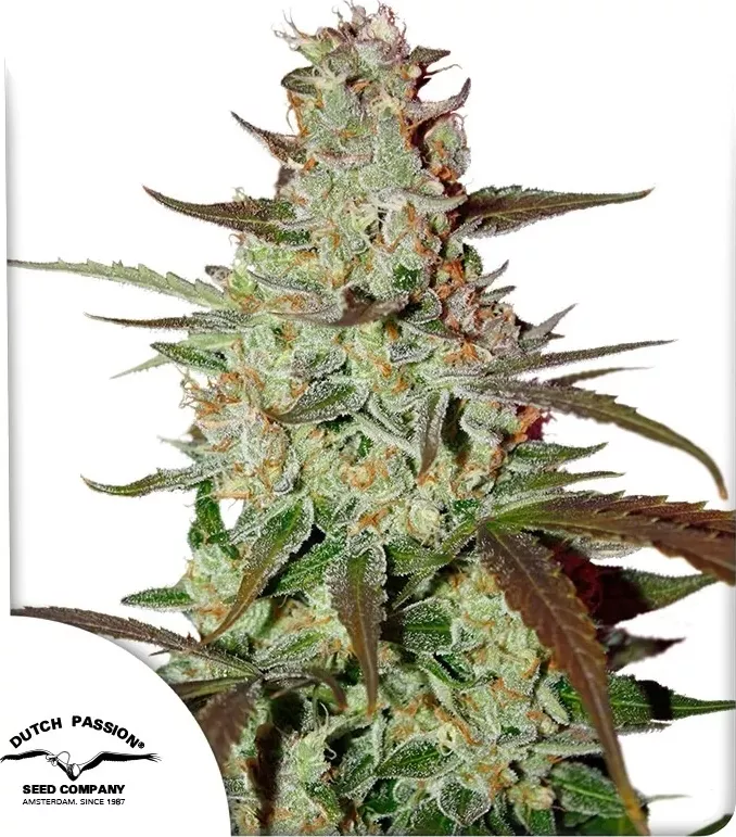 Dutch Passion Blue AutoMazar (Samonakvétací, feminizovaná semena Blue AutoMazar)