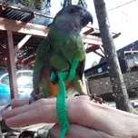 Kšíry pro papoušky LORO100-S zelené S