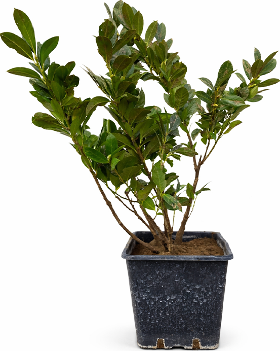 Bobkovišeň lékařská 'Novita' Prunus laurocerasus 'Novita'