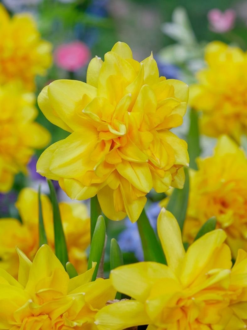 Narcis Tête bouclé 10 ks