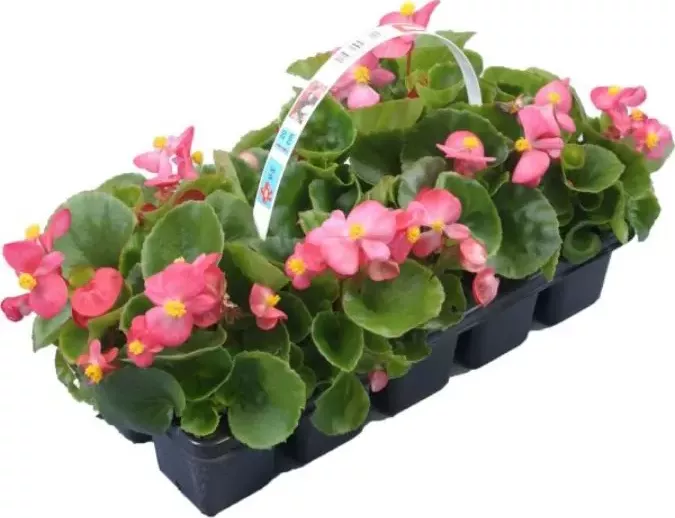 Begonie semperflorens 10pack