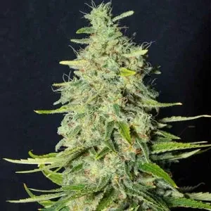 Eva seeds Monster (Feminizovaná semena Monster)