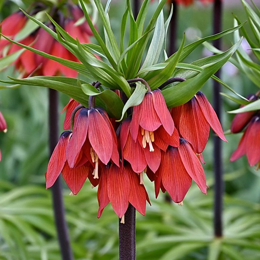 Řebčík královský Red Beauty 1 ks