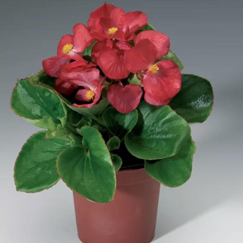 BEGONIA SEMPERFLORENS - KAMENIČKY - VOSKOVKY 3 ks - MAXI ČERVENÁ