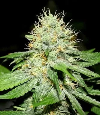 Bulldog Seeds Original Afghan regular 5ks (Regularní semena Original Afghan regular 5ks)