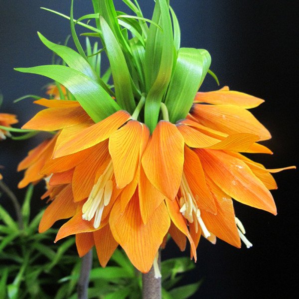 Řebčík královský Orange Beauty 1 ks