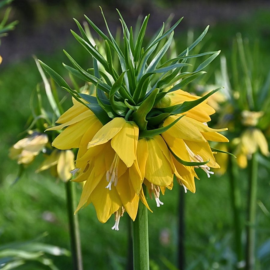 Řebčík královský Yellow Beauty 1 ks