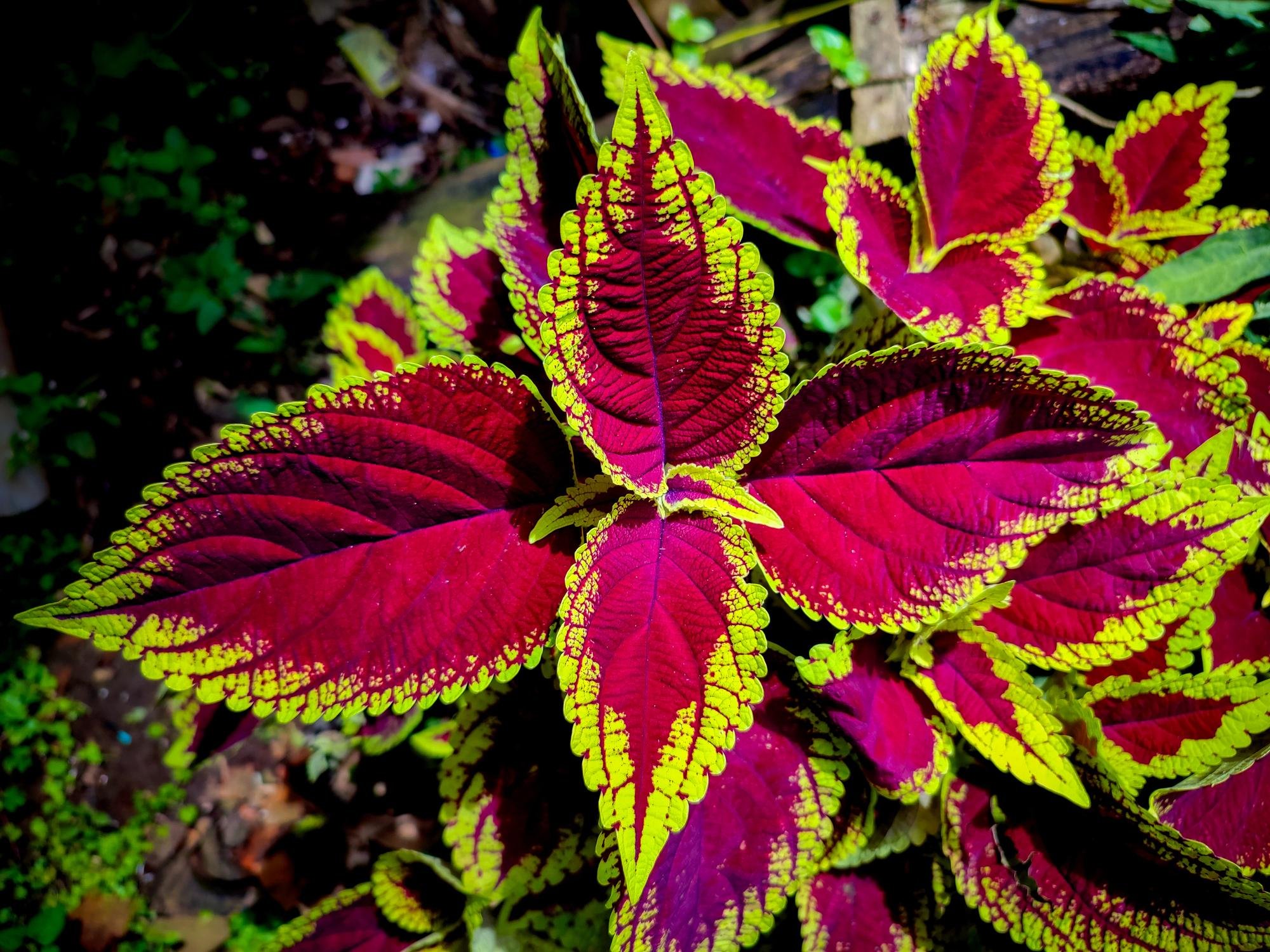 Africká kopřiva (Coleus) – BOTANICUS