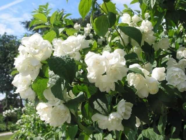 GREENBOSS FLOWER Pustoryl 'Manteau d'Hermine' 2L Philadelphus 'Manteau d'Hermine'