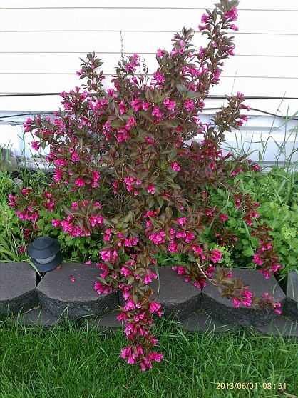 GREENBOSS FLOWER Vajgélie květnatá 'Purpurea' 2l Weigela florida 'Purpurea'