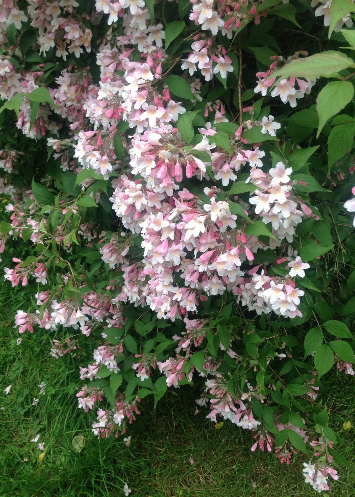 GREENBOSS FLOWER Kolkvície nádherná "Pink Cloud" 2l Kolkwitzia amabilis 'Pink Cloud'