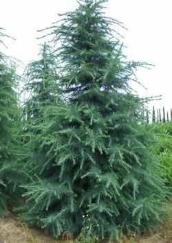 GREENBOSS FLOWER Cedr himálajský 25-30cm 2,5l Cedrus deodara