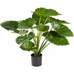 Nieuwkoop Alocasia Calidora Busch 17 x…