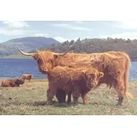 HOP Puzzle Skotský náhorní skot 1000…