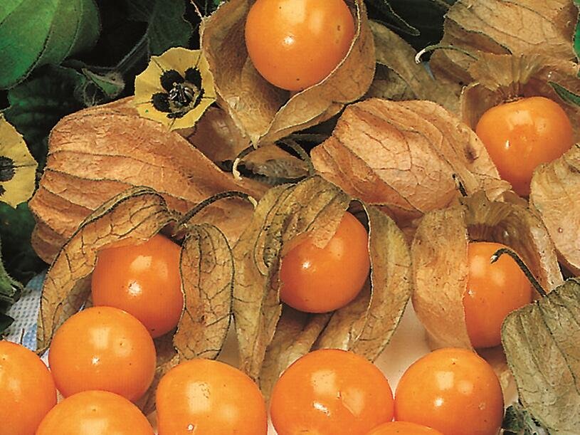 Mochyně peruánská 'Goldvital' - Physalis peruviana 'Goldvital' Květník o průměru 9 cm sazenice