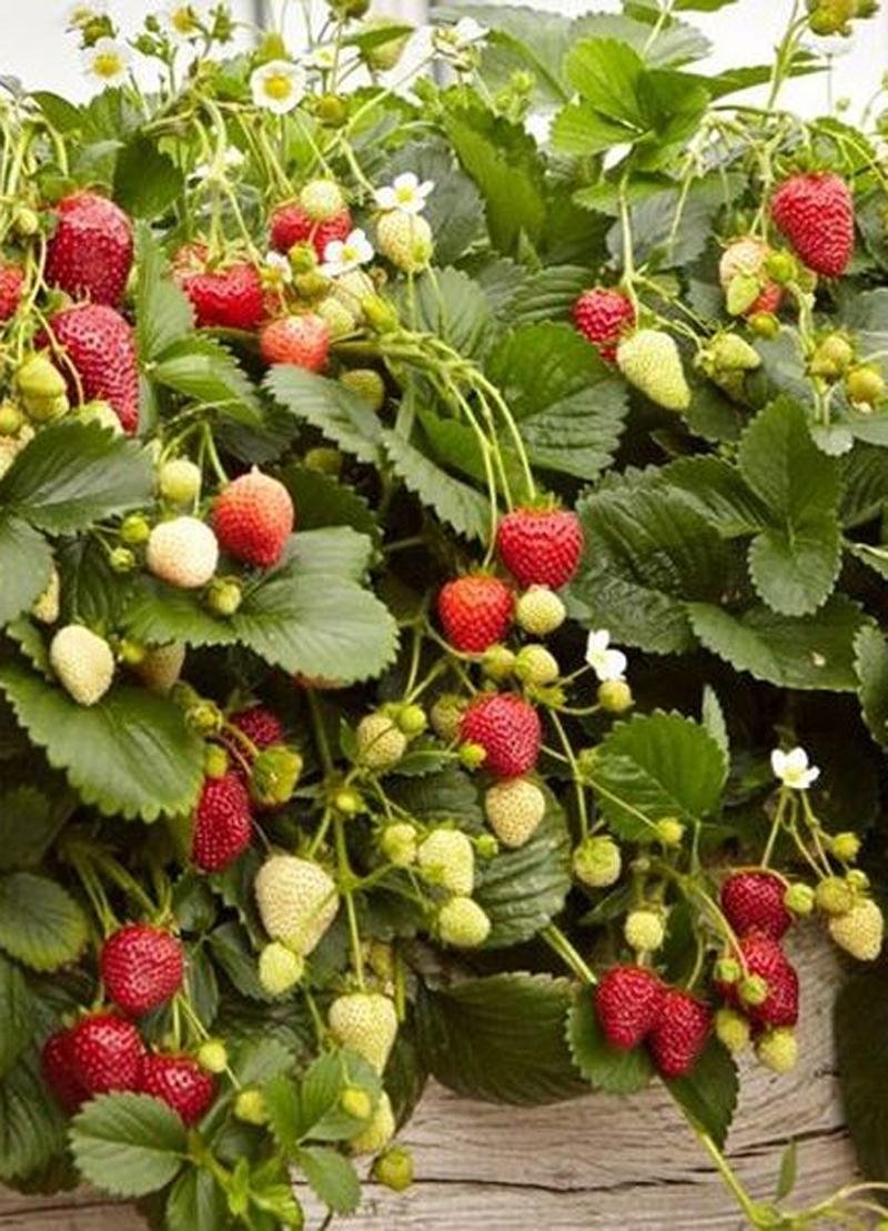 JAHODNÍK STÁLEPLODÍCÍ PŘEVISLÝ - FRAGOO DELIZZ 3 ks