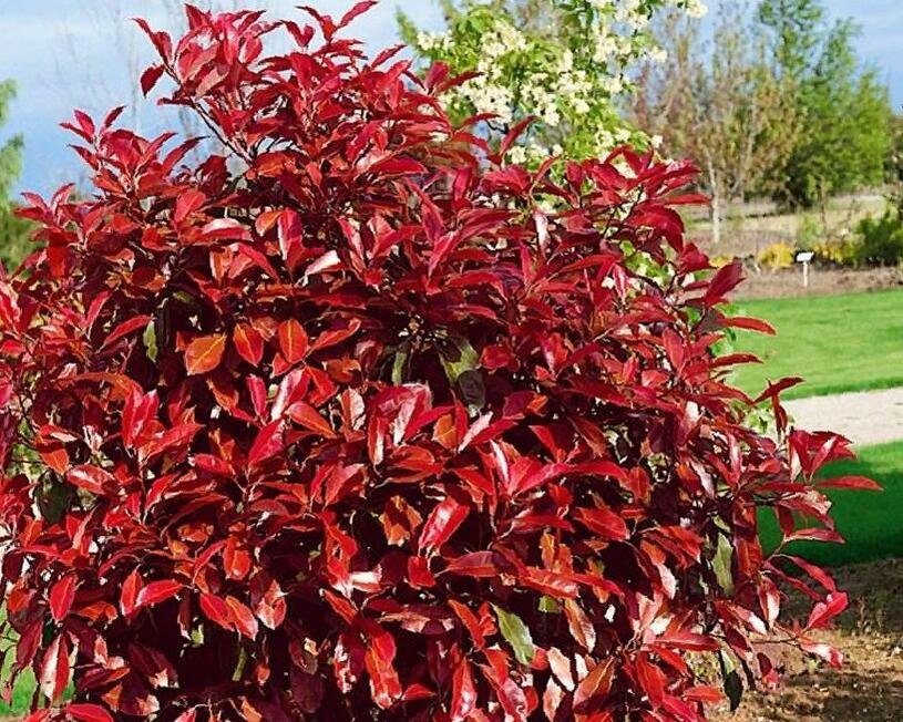 Blýskavka Fraserova 'Robusta Compacta' - Photinia fraseri 'Robusta Compacta' Kontejner o objemu 18 litrů velikost 40-50 cm koule