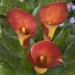 Kala Captain Trinity Zantedeschia 1 ks