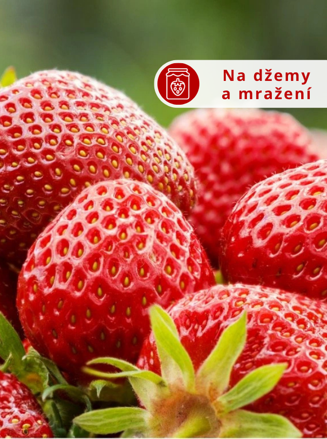 Jahodník 'Senga Sengana' 12 ks poloraný Sazenice: Frigo sadba "A" standard 12 ks