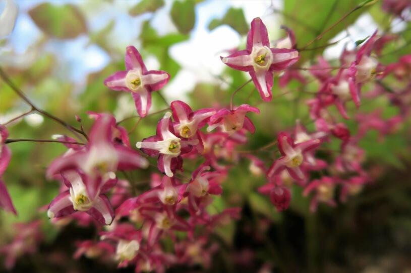 Škornice červená - Epimedium rubrum Květník o průměru 9 cm