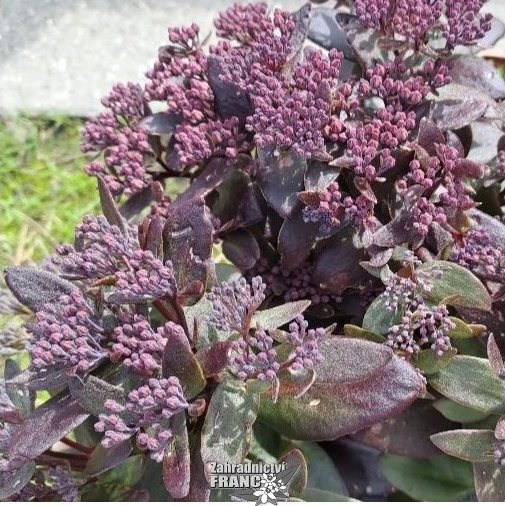 Zahradnictví Franc KŽ Sedum telephium Dark Magic Velikost kontejneru: 13 cm, Velikost sazenice: trvalka - dle ročního období rozchodník zvrhlý