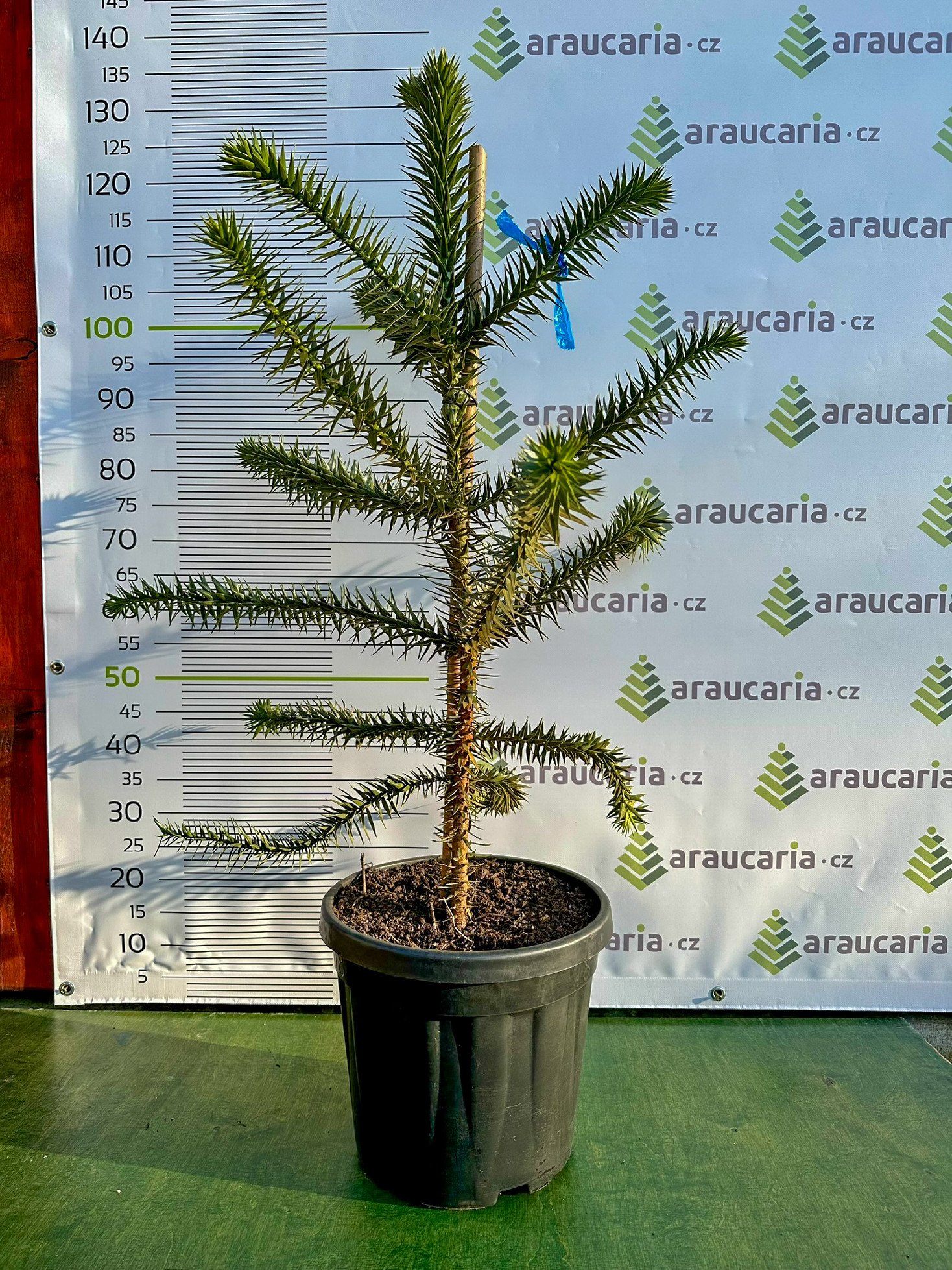 Araucaria araucana - Blahočet čilský 90–100 cm (20-25 l kontejner), Reg. č.: CZ-2797