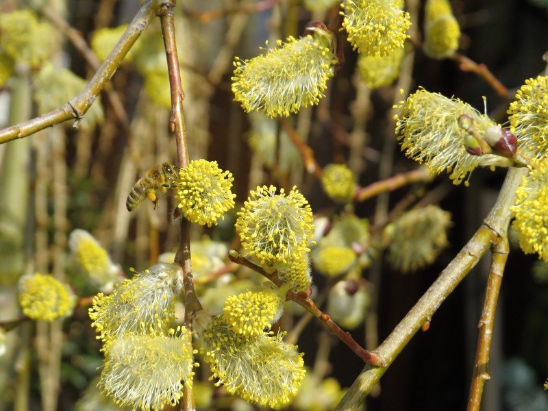 Salix caprea Pendula (syn. Kilmarnock) Velikost kontejneru: 5 L, Velikost sazenice: 1-letá korunka, Popis a tvar sazenice: kmínek 120 cm vrba jíva - převislá