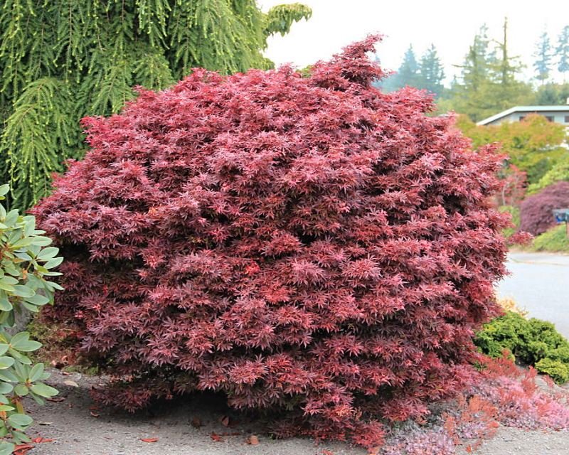 Acer palmatum Shaina Velikost kontejneru: 5 L, Velikost sazenice: 60/80 cm javor dlanitolistý