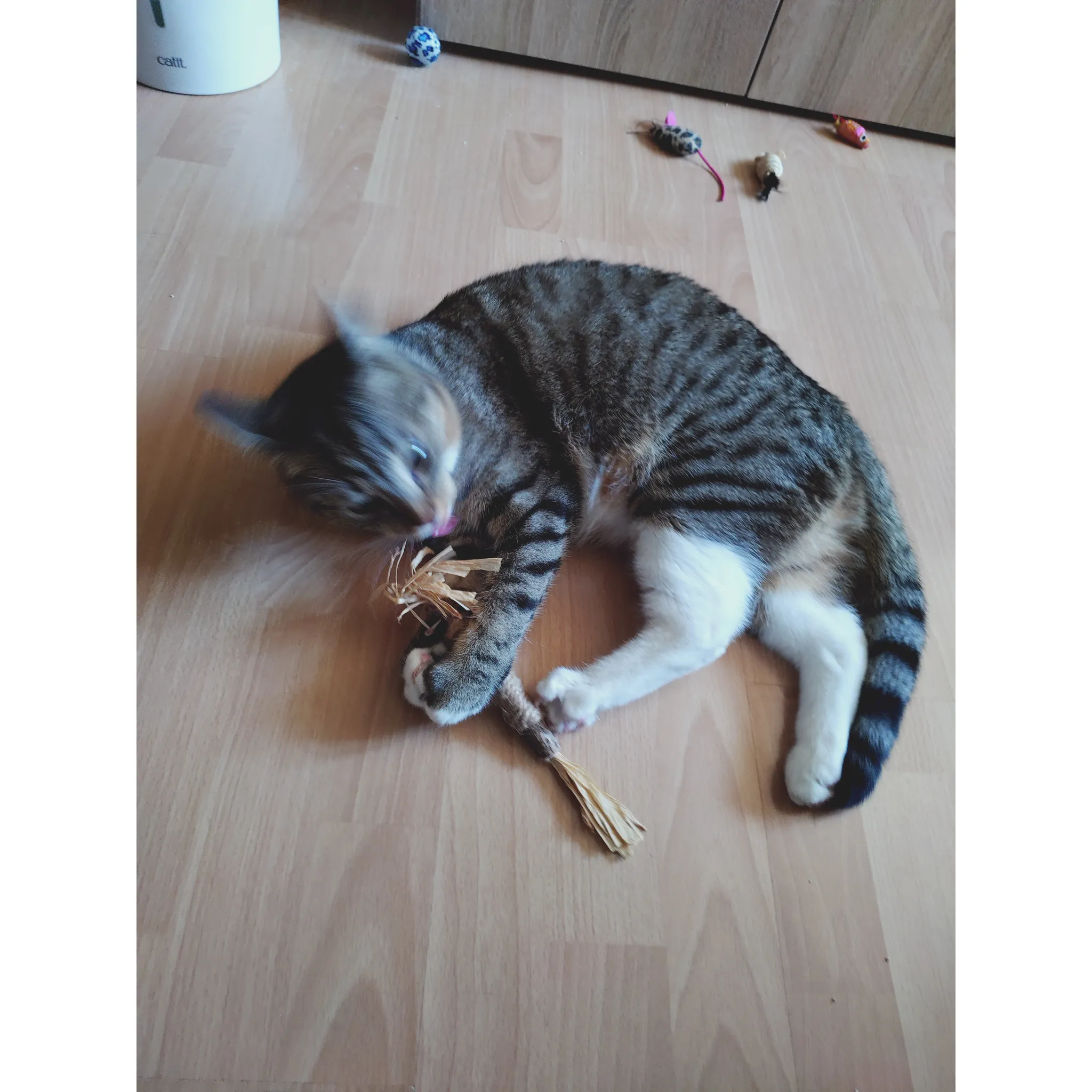 Fotografie 5 - Hračka pro kočku Trixie Matatabi tyčka s třásněmi 24 cm